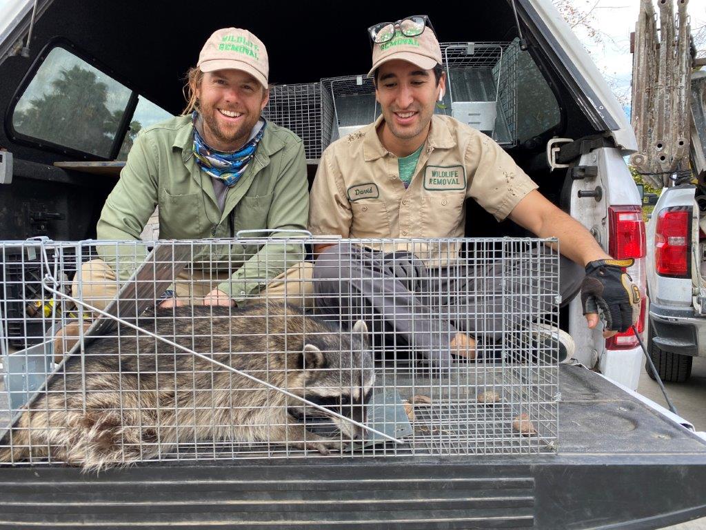 Birmingham raccoon trapping